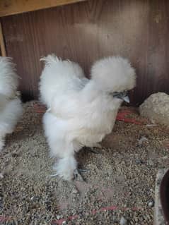 Light/Blue Columbian Brahma, White Silkie chicks