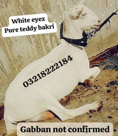 PURE TEDDY BAKRI WHITE EYES