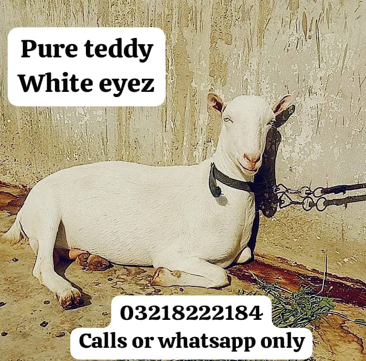 PURE TEDDY BAKRI WHITE EYES 0