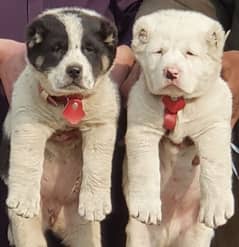 alabai dog pair 2 months for sale security dog