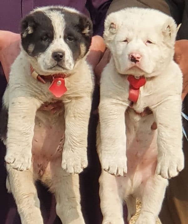 alabai dog pair 2 months for sale security dog 1