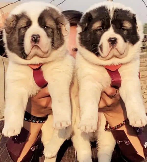 alabai dog pair 2 months for sale security dog 0