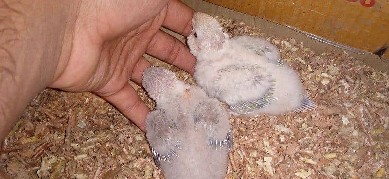 Conure chicks available 0