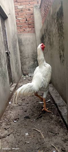 Ring Bird Blood line King o Shamoo Breeder male