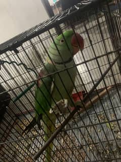 Young Raw parrot for sale