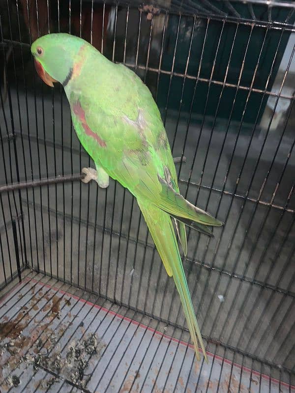 Young Raw parrot for sale 1