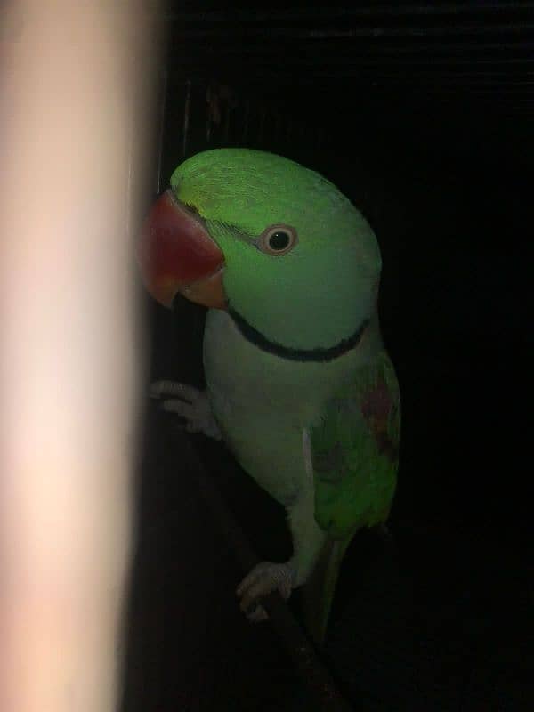 Young Raw parrot for sale 2