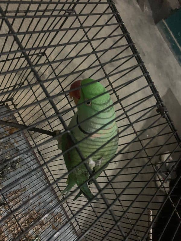 Young Raw parrot for sale 3