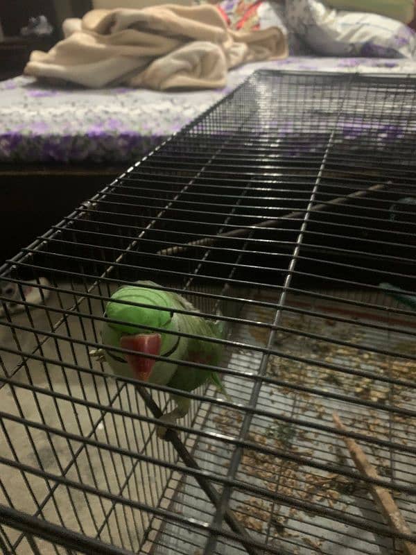 Young Raw parrot for sale 4