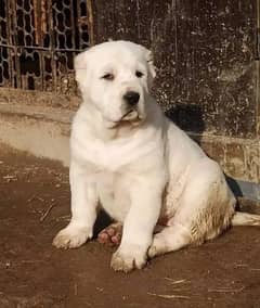 alabai dog male 2 months for sale security dog