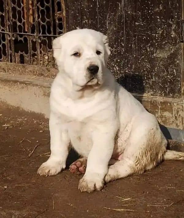 alabai dog male 2 months for sale security dog 0