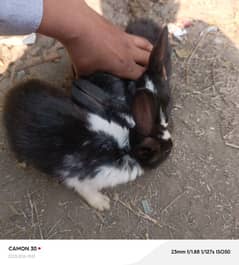 three are 2months tow are4months healthyrabbits