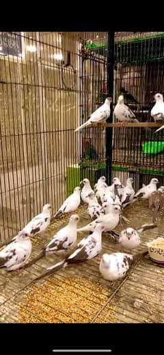 Pied Doves Sale