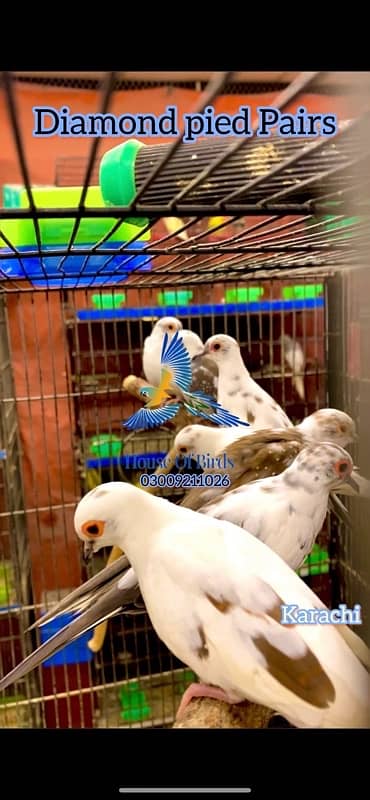 Pied Doves Sale 3