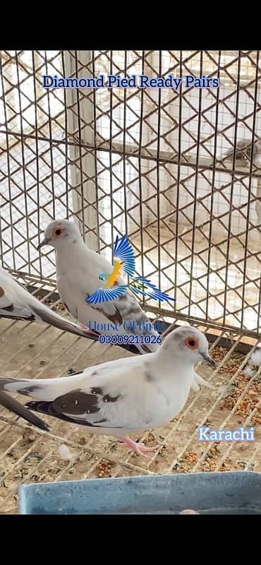 Pied Doves Sale 4