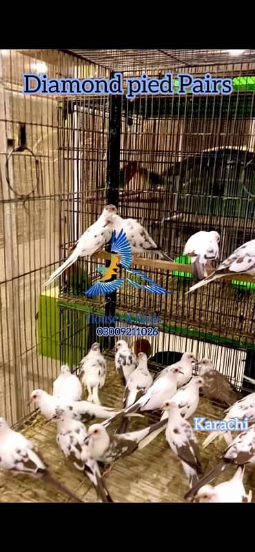 Pied Doves Sale 6