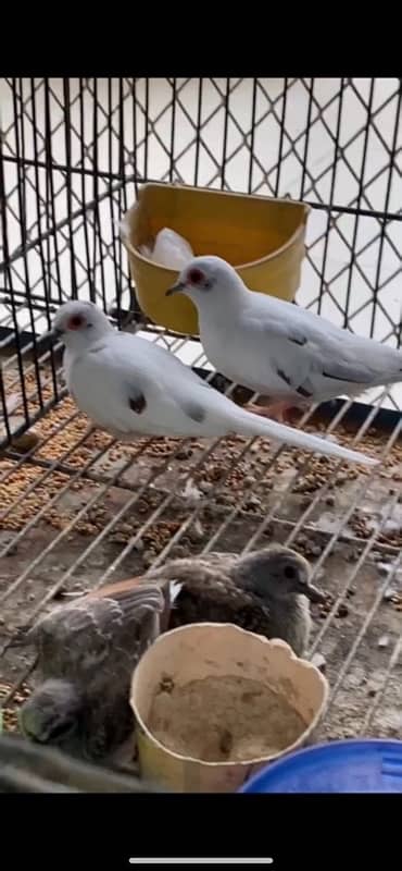 Pied Doves Sale 9