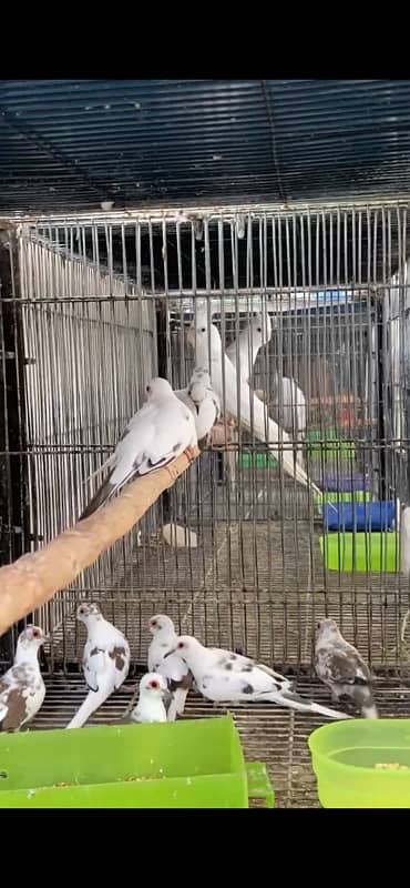 Pied Doves Sale 11