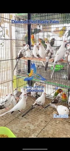 Diamond Red Blue Opal Pied Doves Sale