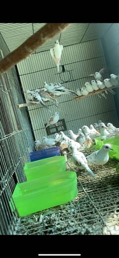 Diamond Red Blue Opal Pied Doves Sale