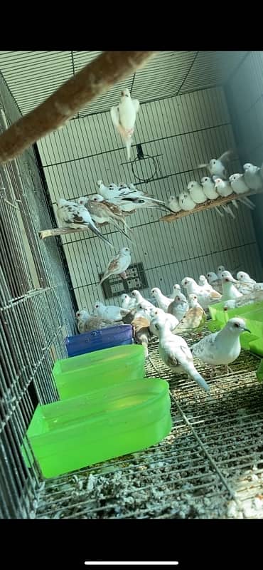 Pied Doves Sale 14