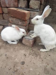 Rabbits