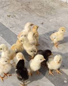 Healthy and active 5 Days old chicks ha 50 pice watsp 03364578464