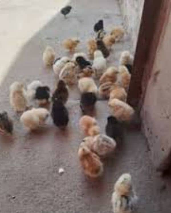 Healthy and active 5 Days old chicks ha 50 pice watsp 03364578464 1