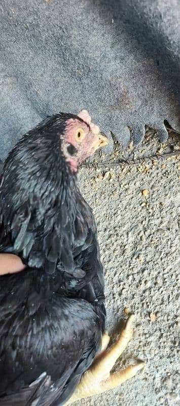 Aseel Black Mushka Maadi For sale hen murgi 1