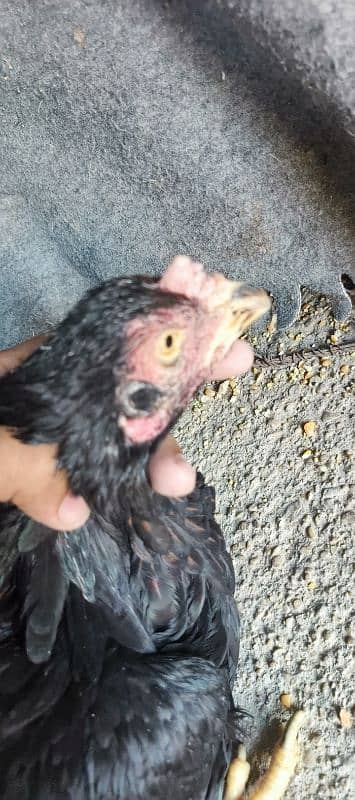 Aseel Black Mushka Maadi For sale hen murgi 2