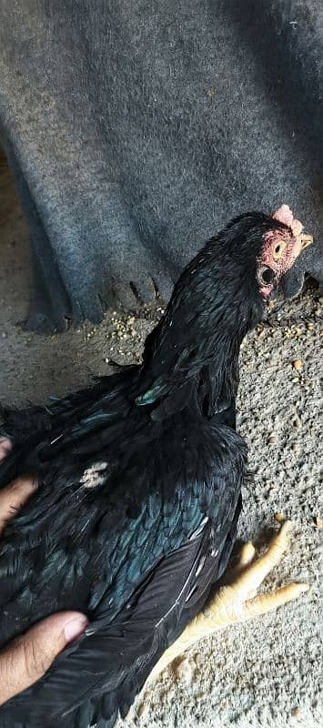 Aseel Black Mushka Maadi For sale hen murgi 3