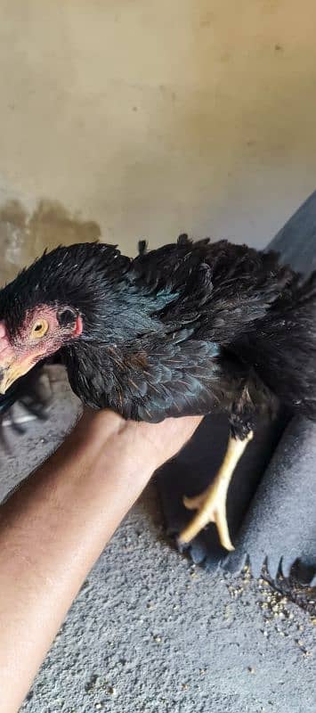 Aseel Black Mushka Maadi For sale hen murgi 4