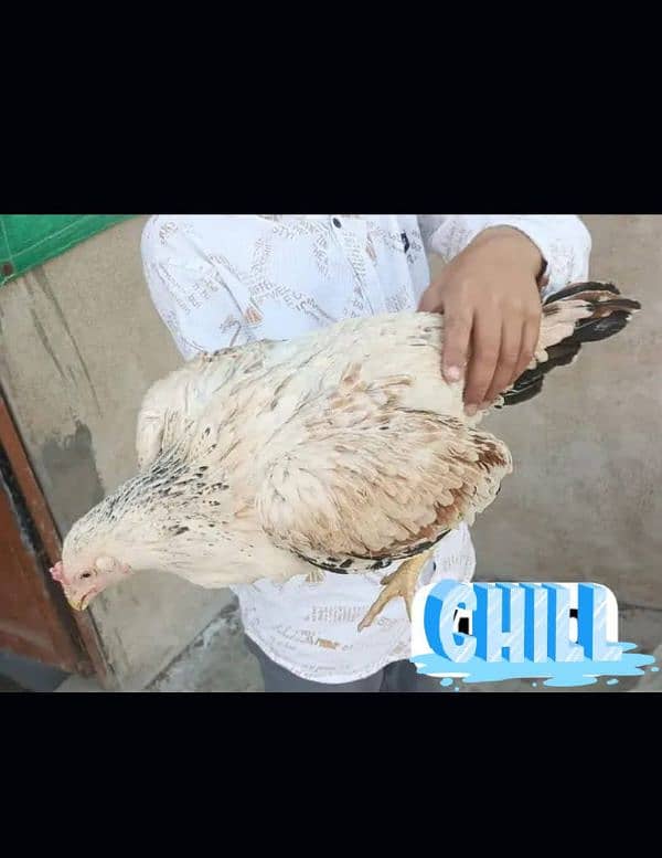 Aseel Black Mushka Maadi For sale hen murgi 5