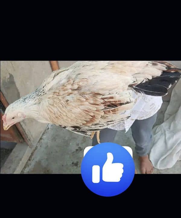 Aseel Black Mushka Maadi For sale hen murgi 6