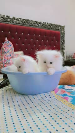 Kittens Pure Persian