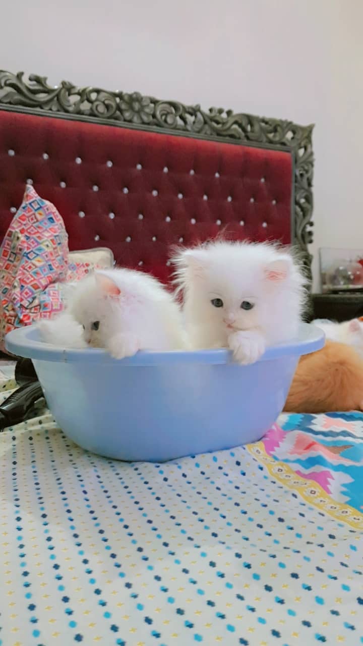 Kittens Pure Persian 0