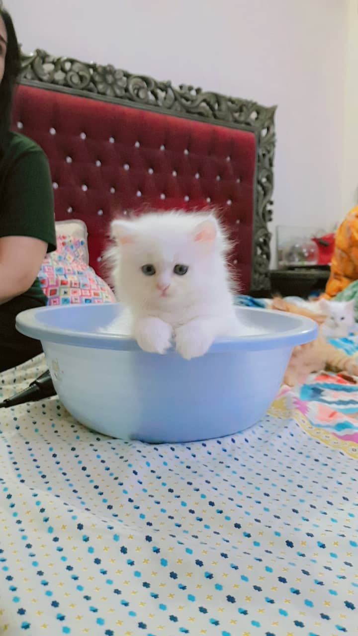 Kittens Pure Persian 3