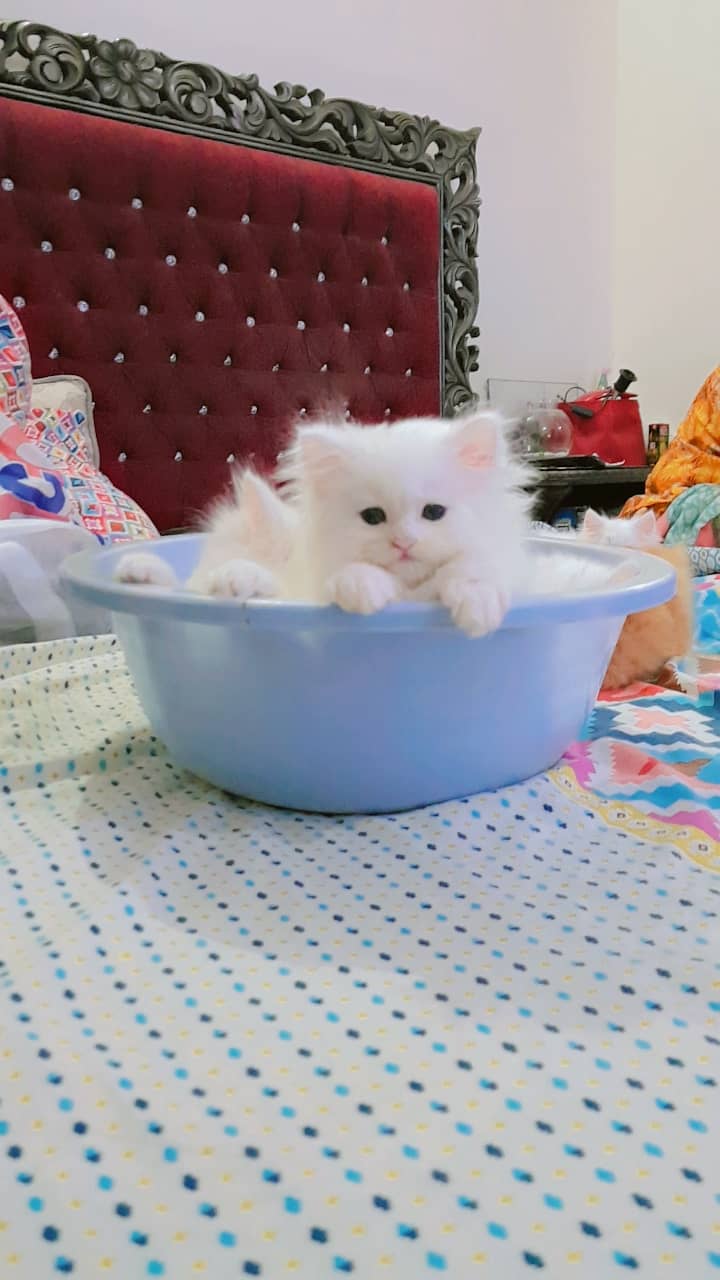 Kittens Pure Persian 4