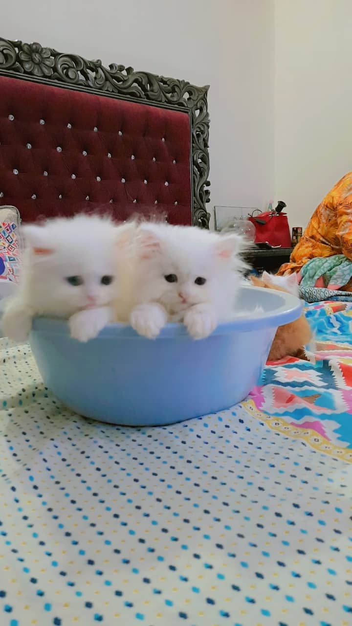 Kittens Pure Persian 5