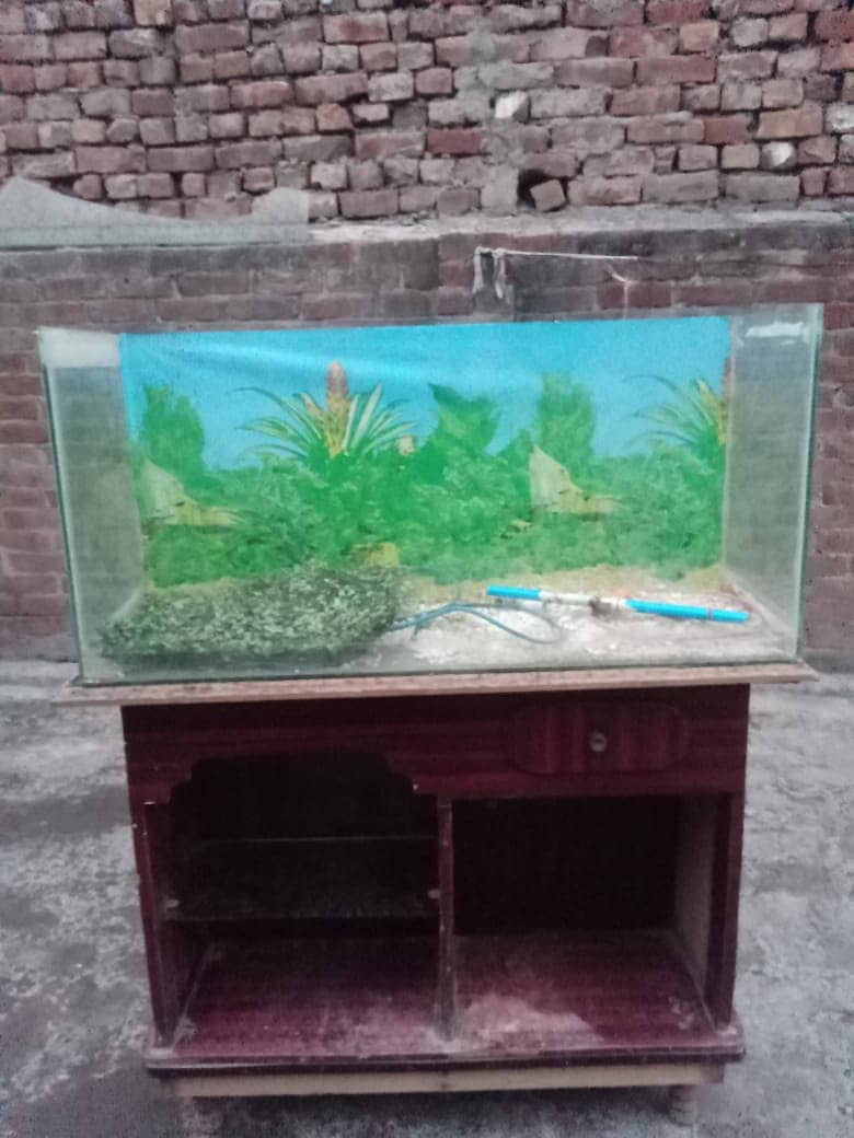 Fish Aquarium 5