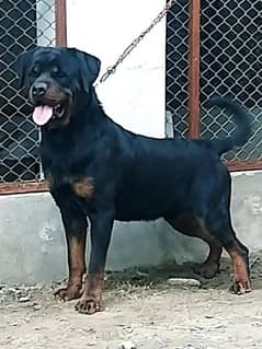 Top Quality Pedigree Rottweiler male available for stud/mating/cross