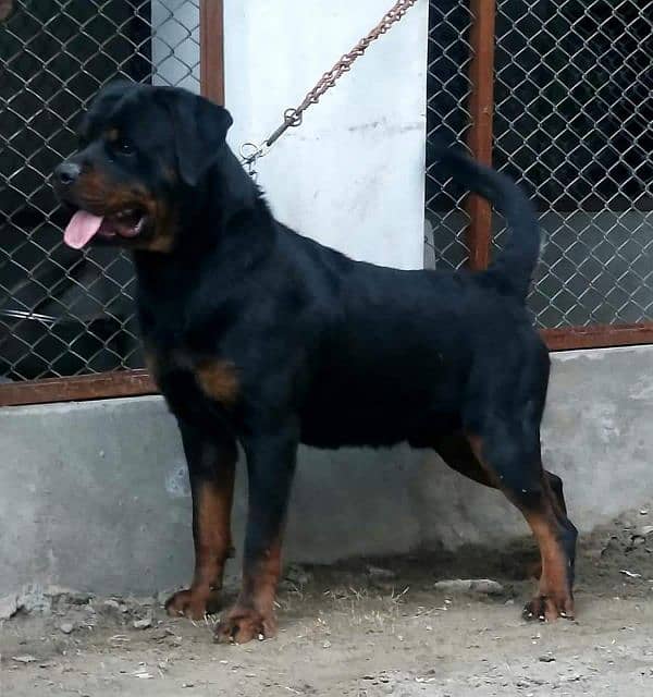 Top Quality Pedigree Rottweiler male available for stud/mating/cross 1