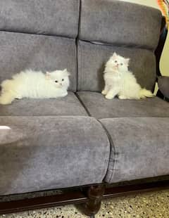 Extreme quality Persian triple coated kittens available for sale