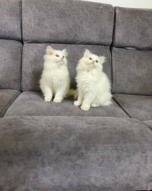 Extreme quality Persian triple coated kittens available for sale 1