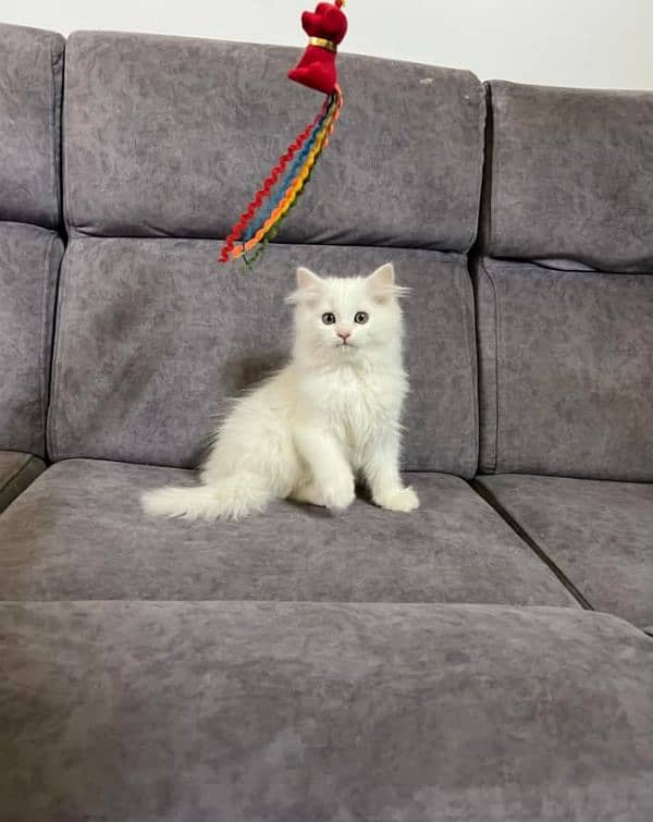 Extreme quality Persian triple coated kittens available for sale 2