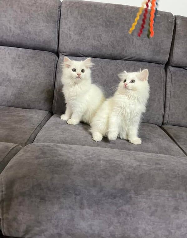 Extreme quality Persian triple coated kittens available for sale 3