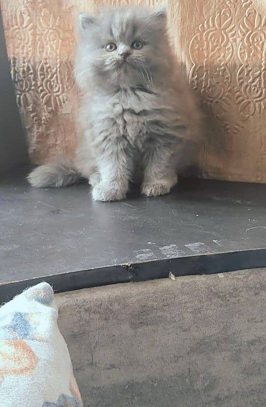 Extreme quality Persian triple coated kittens available for sale 5