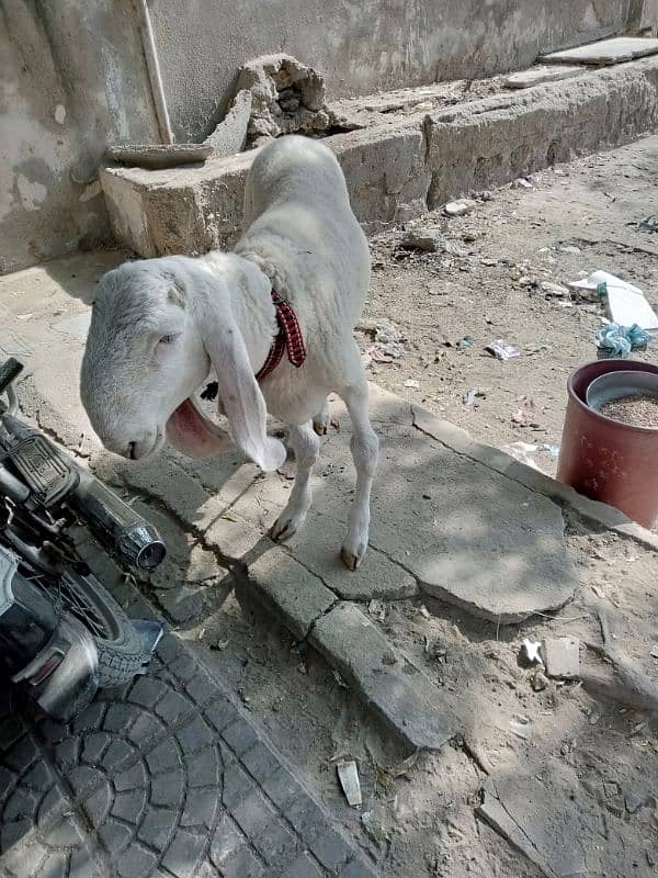 larkana panga nasal 0