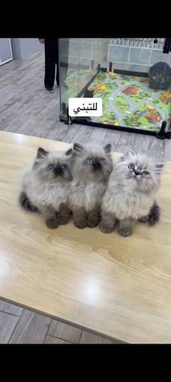 Persian cat for sale Mel aur female my WhatsApp 0325=24=52=848