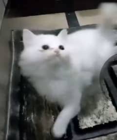 beautiful white fluffy and active Persian kitten